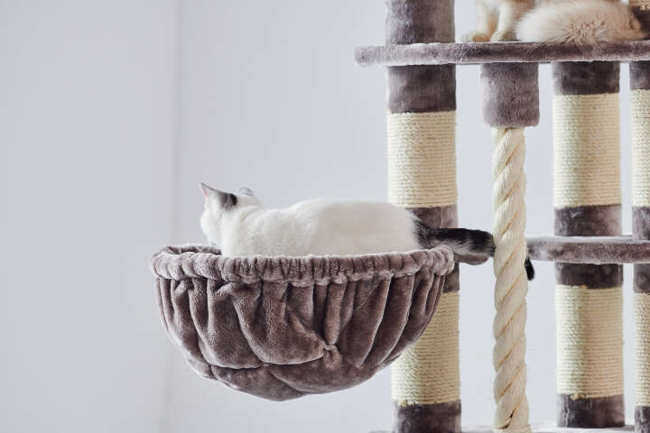 Nobby Kratzbaum Kyla